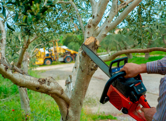 An arborist removing branches off of a tree